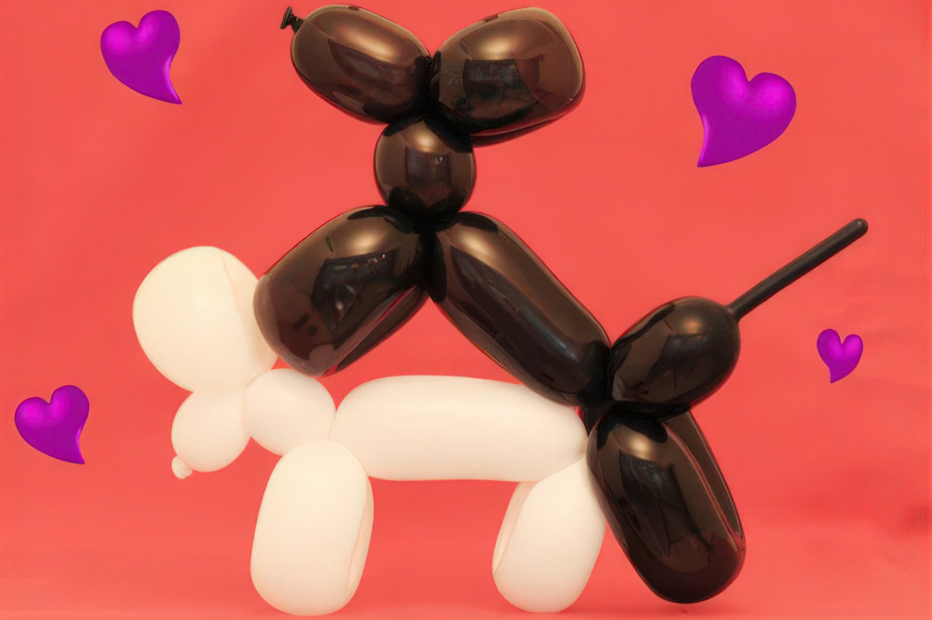 Two balloon animal dogs posed suggestively on a coral pink background with purple heart confetti.